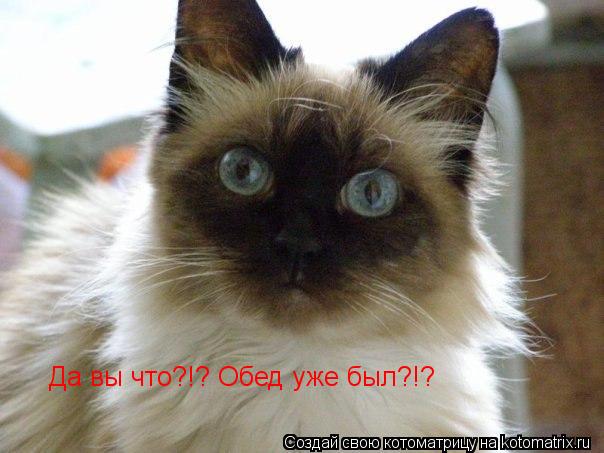 Да вы что?!? Обед уже был?!?... Котоматрица: Да вы что?!? Обед уже был?!?