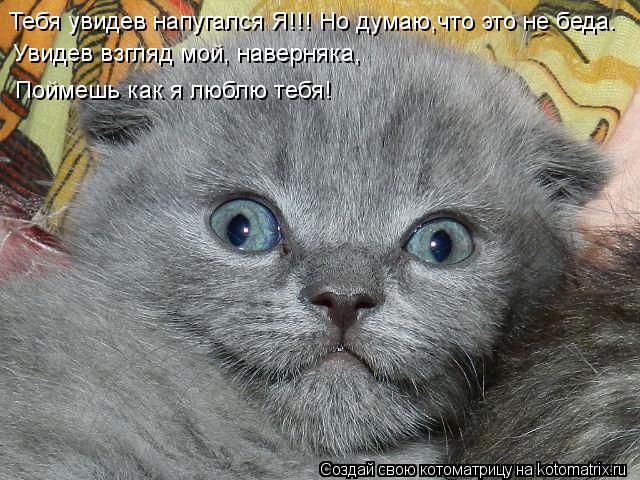 Тебя увидев напугался Я!!! Но думаю,что это не беда. Увидев взгляд мой, наверняка, Поймешь как я любл... Котоматрица: Тебя увидев напугался Я!!! Но думаю,что это не беда. Увидев взгляд мой, наверняка, Поймешь как я люблю тебя!