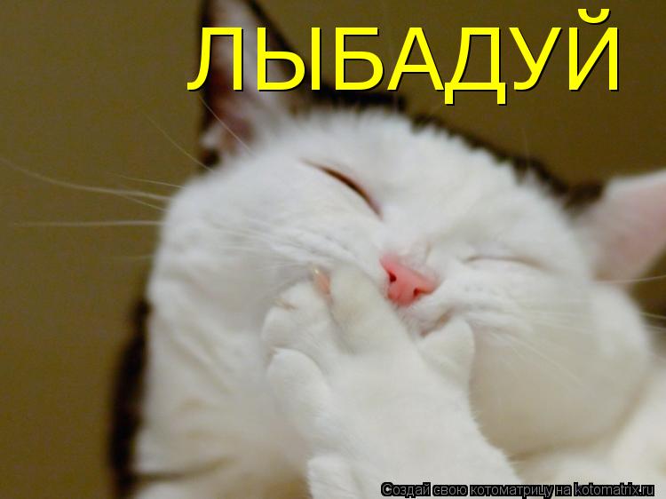 ЛЫБАДУЙ... Котоматрица: ЛЫБАДУЙ