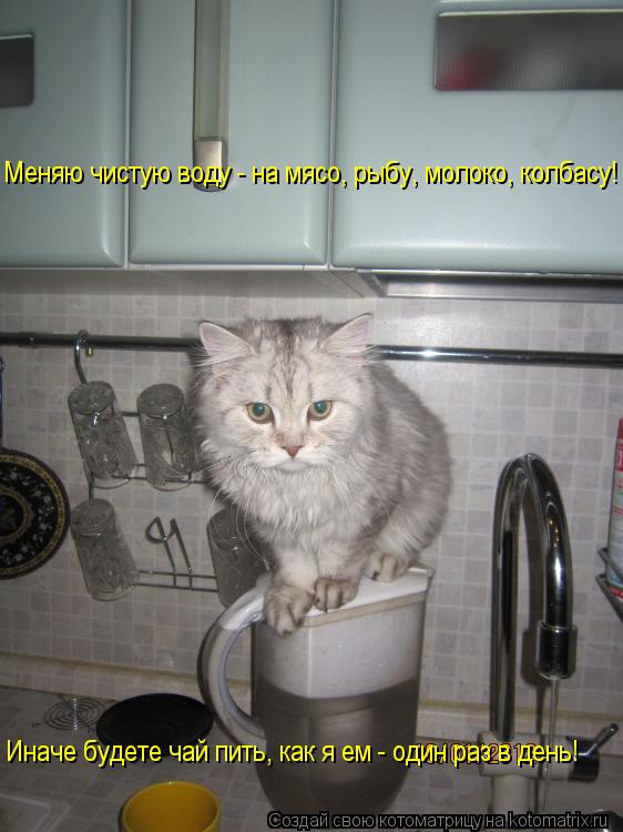 Меняю чистую воду - на мясо, рыбу, молоко, колбасу! Иначе будете чай пить, как я ем - один раз в день... Котоматрица: Меняю чистую воду - на мясо, рыбу, молоко, колбасу! Иначе будете чай пить, как я ем - один раз в день!