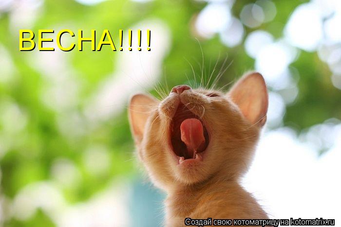 ВЕСНА!!!!... Котоматрица: ВЕСНА!!!!