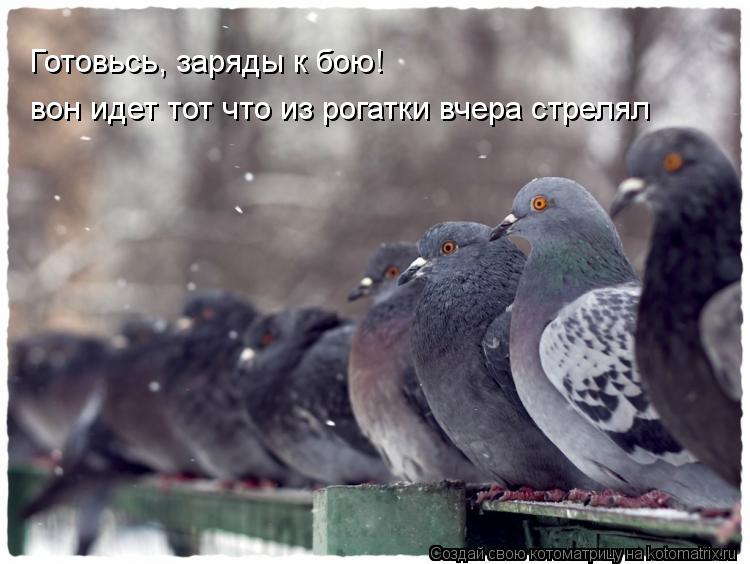 Готовьсь, заряды к бою! вон идет тот что из рогатки вчера стрелял... Котоматрица: Готовьсь, заряды к бою! вон идет тот что из рогатки вчера стрелял