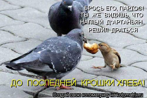 БРОСЬ ЕГО, ПАРТОС! ТЫ ЖЕ ВИДИШЬ, ЧТО НАГЛЫЙ Д*АРТАНЬЯН РЕШИЛ ДРАТЬСЯ ДО ПОСЛЕДНЕЙ КРОШКИ ХЛЕБ... Котоматрица: БРОСЬ ЕГО, ПАРТОС! ТЫ ЖЕ ВИДИШЬ, ЧТО НАГЛЫЙ Д*АРТАНЬЯН РЕШИЛ ДРАТЬСЯ ДО ПОСЛЕДНЕЙ КРОШКИ ХЛЕБА!
