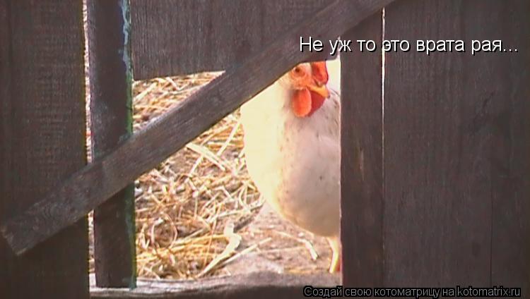 Не уж то это врата рая...... Котоматрица: Не уж то это врата рая...