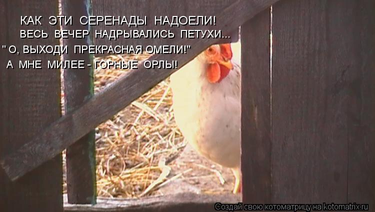 ВЕСЬ ВЕЧЕР НАДРЫВАЛИСЬ ПЕТУХИ... КАК ЭТИ СЕРЕНАДЫ НАДОЕЛИ! " О, ВЫХОДИ ПРЕКРАСНАЯ ОМЕЛИ!" А М... Котоматрица: ВЕСЬ ВЕЧЕР НАДРЫВАЛИСЬ ПЕТУХИ... КАК ЭТИ СЕРЕНАДЫ НАДОЕЛИ! " О, ВЫХОДИ ПРЕКРАСНАЯ ОМЕЛИ!" А МНЕ МИЛЕЕ - ГОРНЫЕ ОРЛЫ!