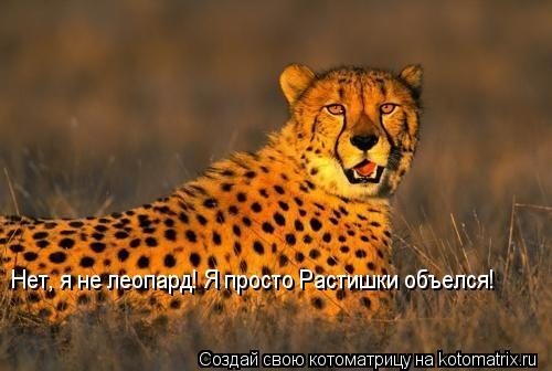Нет, я не леопард! Я просто Растишки объелся!... Котоматрица: Нет, я не леопард! Я просто Растишки объелся!