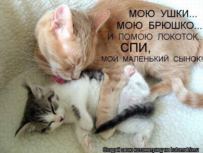 МОЮ УШКИ... МОЮ БРЮШКО.... И ПОМОЮ ЛОКОТОК.... СПИ, МОЙ МАЛЕНЬКИЙ СЫНОК!... Котоматрица: МОЮ УШКИ... МОЮ БРЮШКО.... И ПОМОЮ ЛОКОТОК.... СПИ, МОЙ МАЛЕНЬКИЙ СЫНОК!