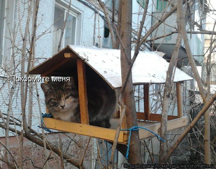 -Покормите меня... Котоматрица: -Покормите меня