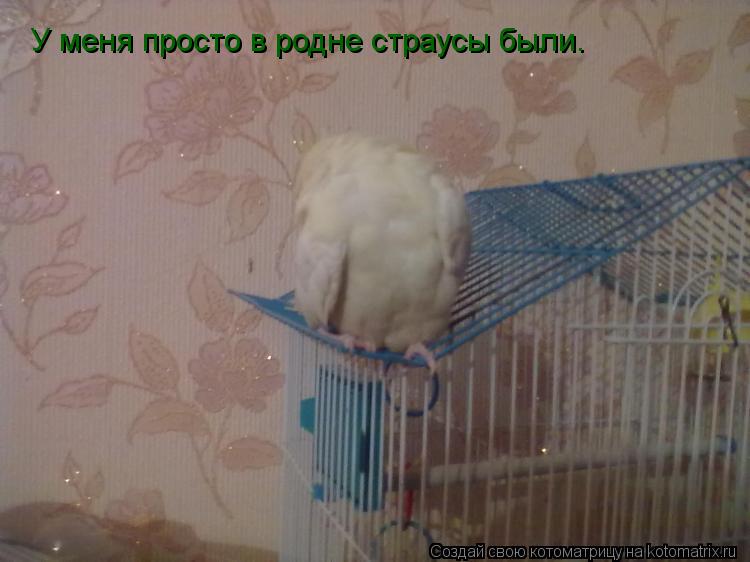 У меня просто в родне страусы были.... Котоматрица: У меня просто в родне страусы были.