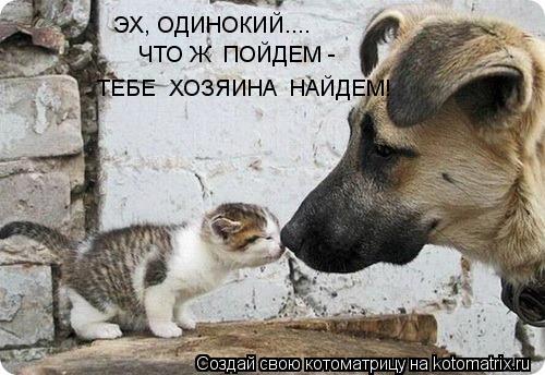 ЭХ, ОДИНОКИЙ.... ЧТО Ж ПОЙДЕМ - ТЕБЕ ХОЗЯИНА НАЙДЕМ!... Котоматрица: ЭХ, ОДИНОКИЙ.... ЧТО Ж ПОЙДЕМ - ТЕБЕ ХОЗЯИНА НАЙДЕМ!