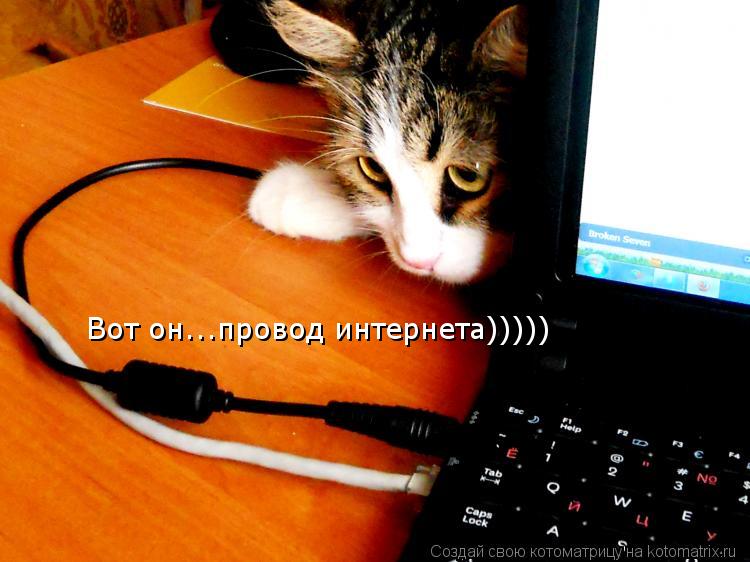 Котоматрица: Вот он...провод интернета)))))