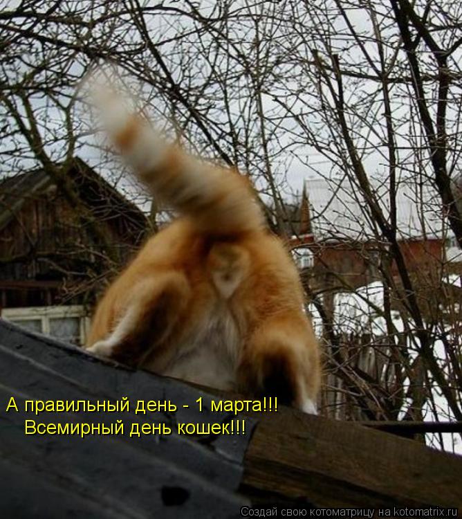 А правильный день - 1 марта!!! Всемирный день кошек!!!... Котоматрица: А правильный день - 1 марта!!! Всемирный день кошек!!!