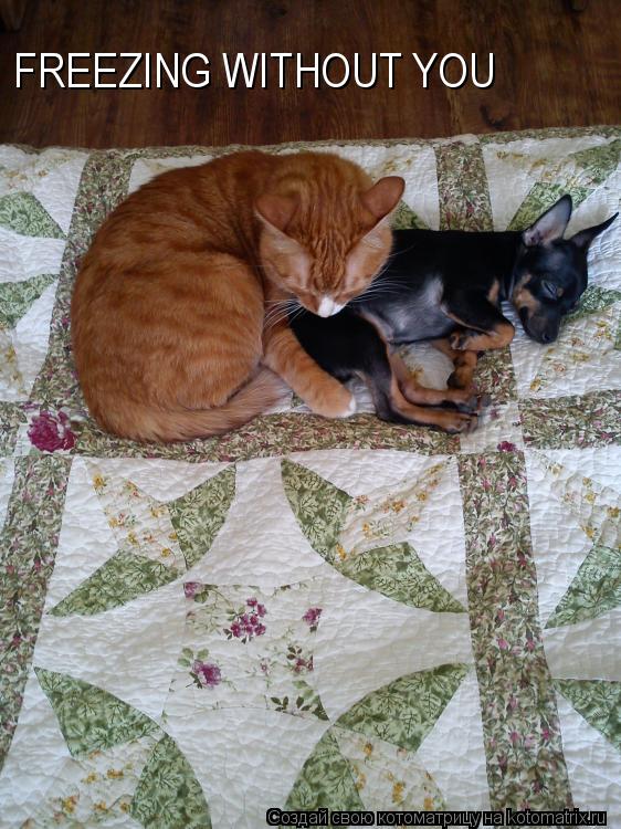 FREEZING WITHOUT YOU... Котоматрица: FREEZING WITHOUT YOU