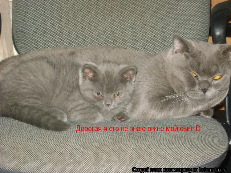 Дорогая я его не знаю он не мой сын=D... Котоматрица: Дорогая я его не знаю он не мой сын=D