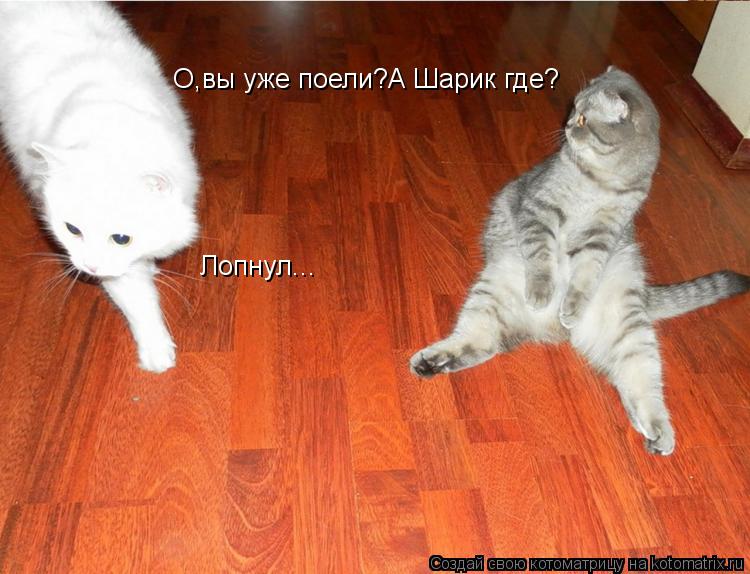 О,вы уже поели?А Шарик где? Лопнул...... Котоматрица: О,вы уже поели?А Шарик где? Лопнул...