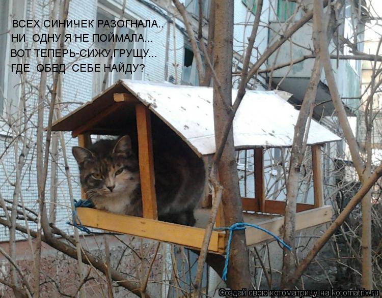 ВСЕХ СИНИЧЕК РАЗОГНАЛА.. НИ ОДНУ Я НЕ ПОЙМАЛА... ВОТ ТЕПЕРЬ-СИЖУ,ГРУЩУ... ГДЕ ОБЕД СЕБЕ НАЙДУ?... Котоматрица: ВСЕХ СИНИЧЕК РАЗОГНАЛА.. НИ ОДНУ Я НЕ ПОЙМАЛА... ВОТ ТЕПЕРЬ-СИЖУ,ГРУЩУ... ГДЕ ОБЕД СЕБЕ НАЙДУ?
