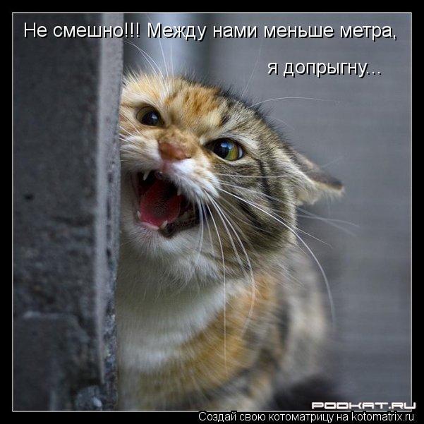 Не смешно!!! Между нами меньше метра, я допрыгну...... Котоматрица: Не смешно!!! Между нами меньше метра, я допрыгну...