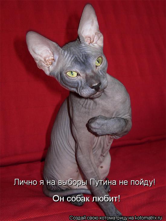Лично я на выборы Путина не пойду! Он собак любит!... Котоматрица: Лично я на выборы Путина не пойду! Он собак любит!