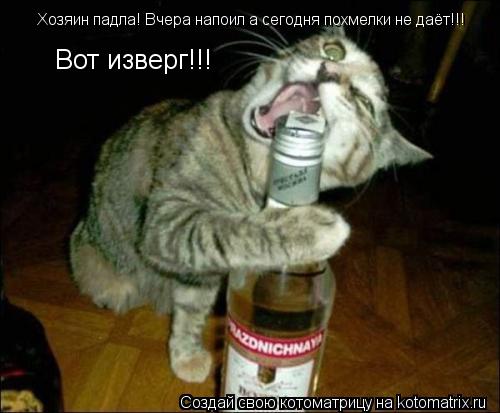 Хозяин падла! Вчера напоил а сегодня похмелки не даёт!!! Вот изверг!!!... Котоматрица: Хозяин падла! Вчера напоил а сегодня похмелки не даёт!!! Вот изверг!!!