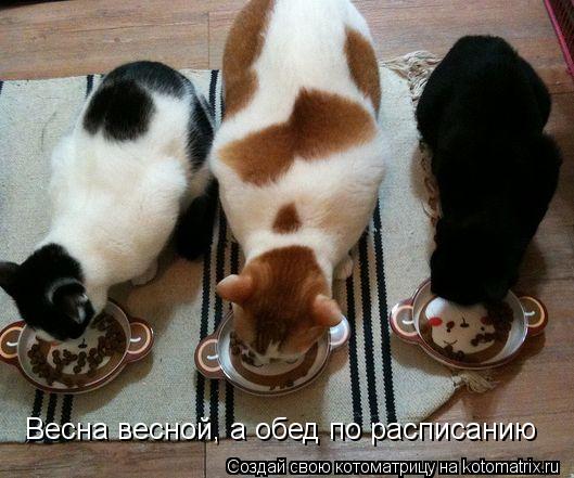 Весна весной, а обед по расписанию... Котоматрица: Весна весной, а обед по расписанию