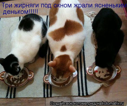 Три жирняги под окном жрали ясненьким деньком!!!!!... Котоматрица: Три жирняги под окном жрали ясненьким деньком!!!!!
