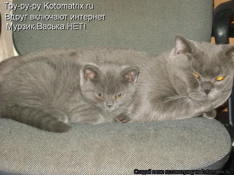Тру-ру-ру Kotomatrix.ru Вдруг включают интернет Мурзик,Васька.НЕТ!... Котоматрица: Тру-ру-ру Kotomatrix.ru Вдруг включают интернет Мурзик,Васька.НЕТ!