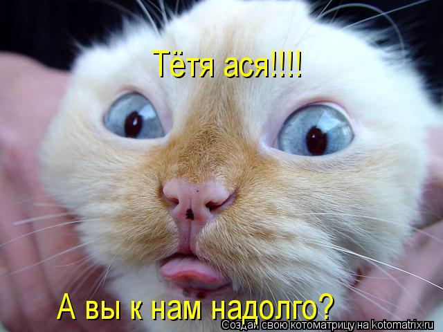 Тётя ася!!!! А вы к нам надолго?... Котоматрица: Тётя ася!!!! А вы к нам надолго?