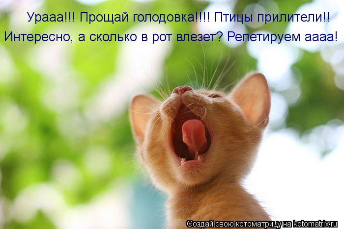 Урааа!!! Прощай голодовка!!!! Птицы прилители!! Интересно, а сколько в рот влезет? Репетируем аааа!... Котоматрица: Урааа!!! Прощай голодовка!!!! Птицы прилители!! Интересно, а сколько в рот влезет? Репетируем аааа!
