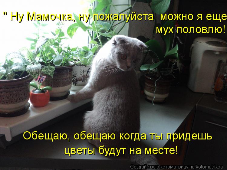 " Ну Мамочка, ну пожалуйста можно я еще мух половлю! Обещаю, обещаю когда ты придешь цветы будут на... Котоматрица: " Ну Мамочка, ну пожалуйста можно я еще мух половлю! Обещаю, обещаю когда ты придешь цветы будут на месте!