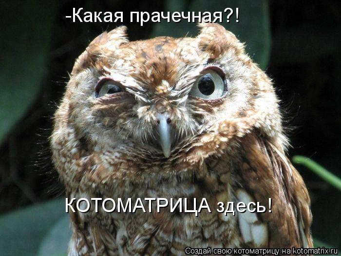 -Какая прачечная?! КОТОМАТРИЦА здесь!... Котоматрица: -Какая прачечная?! КОТОМАТРИЦА здесь!