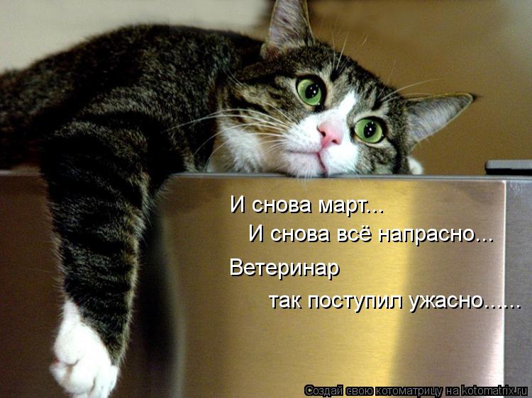 И снова март... И снова всё напрасно... Ветеринар так поступил ужасно......... Котоматрица: И снова март... И снова всё напрасно... Ветеринар так поступил ужасно......