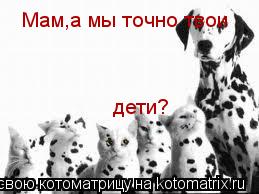 Котоматрица: Мам,а мы точно твои  дети?