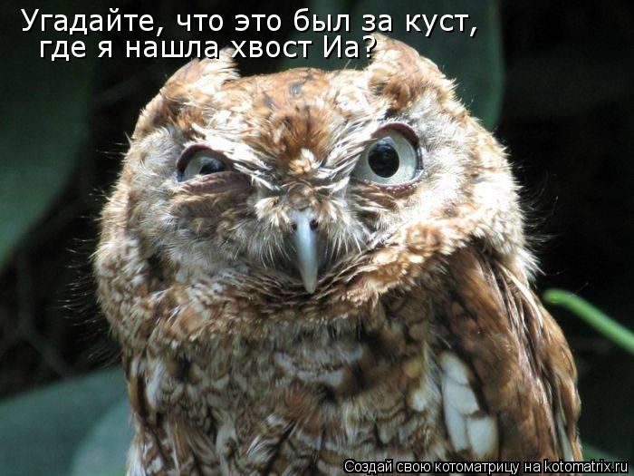 Угадайте, что это был за куст, где я нашла хвост Иа?... Котоматрица: Угадайте, что это был за куст, где я нашла хвост Иа?