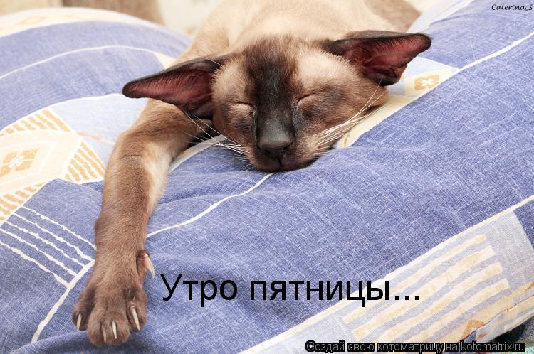 Утро пятницы...... Котоматрица: Утро пятницы...