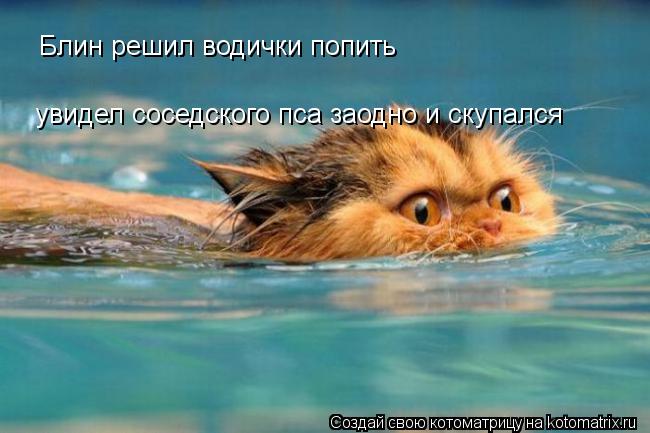 Блин решил водички попить увидел соседского пса заодно и скупался... Котоматрица: Блин решил водички попить увидел соседского пса заодно и скупался