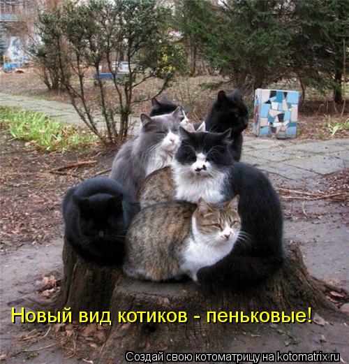 Новый вид котиков - пеньковые!... Котоматрица: Новый вид котиков - пеньковые!