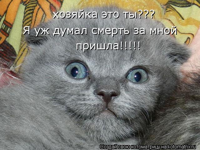 хозяйка это ты??? Я уж думал смерть за мной пришла!!!!!... Котоматрица: хозяйка это ты??? Я уж думал смерть за мной пришла!!!!!