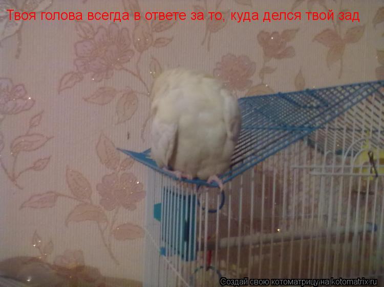 Твоя голова всегда в ответе за то, куда делся твой зад... Котоматрица: Твоя голова всегда в ответе за то, куда делся твой зад