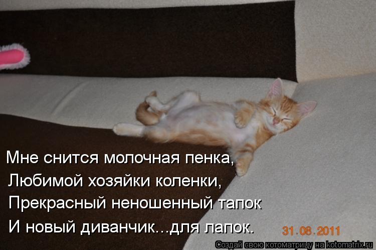Мне снится молочная пенка, Любимой хозяйки коленки, Прекрасный неношенный тапок И новый диванчик...дл... Котоматрица: Мне снится молочная пенка, Любимой хозяйки коленки, Прекрасный неношенный тапок И новый диванчик...для лапок.