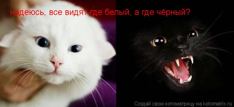 надеюсь, все видят где белый, а где чёрный?... Котоматрица: надеюсь, все видят где белый, а где чёрный?