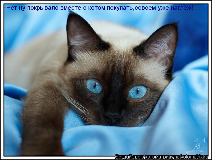-Нет ну покрывало вместе с котом покупать,совсем уже наглёж!... Котоматрица: -Нет ну покрывало вместе с котом покупать,совсем уже наглёж!