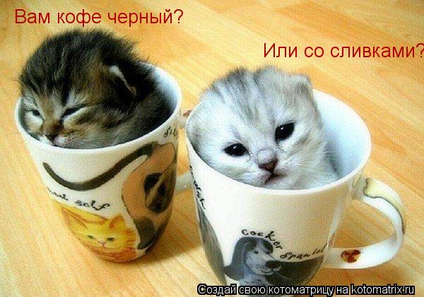 Вам кофе черный? Или со сливками?... Котоматрица: Вам кофе черный? Или со сливками?