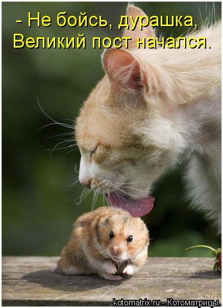 - Не бойсь, дурашка, Великий пост начался.... Котоматрица: - Не бойсь, дурашка, Великий пост начался.