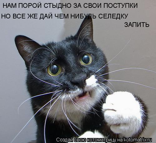 НАМ ПОРОЙ СТЫДНО ЗА СВОИ ПОСТУПКИ НО ВСЕ ЖЕ ДАЙ ЧЕМ НИБУДЬ СЕЛЕДКУ ЗАПИТЬ... Котоматрица: НАМ ПОРОЙ СТЫДНО ЗА СВОИ ПОСТУПКИ НО ВСЕ ЖЕ ДАЙ ЧЕМ НИБУДЬ СЕЛЕДКУ ЗАПИТЬ