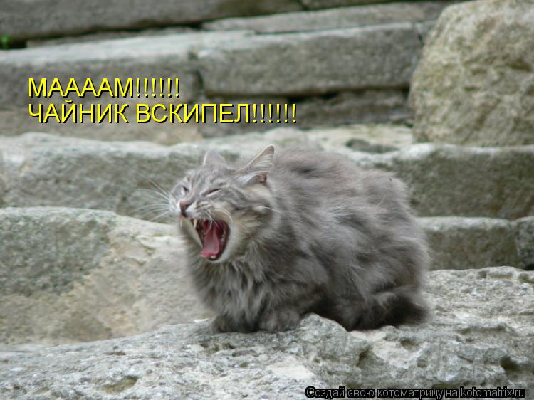 ЧАЙНИК ВСКИПЕЛ!!!!!! МААААМ!!!!!!... Котоматрица: ЧАЙНИК ВСКИПЕЛ!!!!!! МААААМ!!!!!!