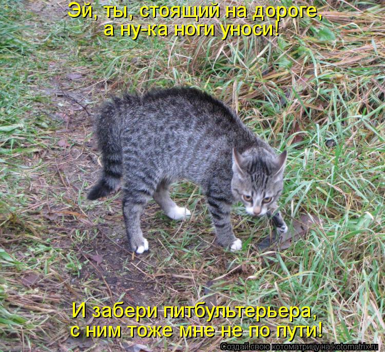 Эй, ты, стоящий на дороге, И забери питбультерьера, а ну-ка ноги уноси! с ним тоже мне не по пути!... Котоматрица: Эй, ты, стоящий на дороге, И забери питбультерьера, а ну-ка ноги уноси! с ним тоже мне не по пути!