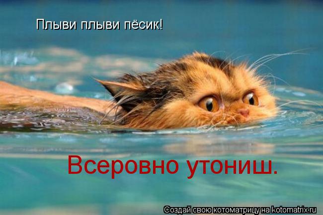 Плыви плыви пёсик! Всеровно утониш.... Котоматрица: Плыви плыви пёсик! Всеровно утониш.
