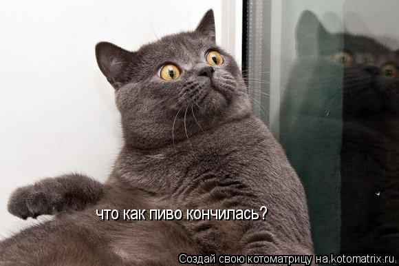 что как пиво кончилась?... Котоматрица: что как пиво кончилась?