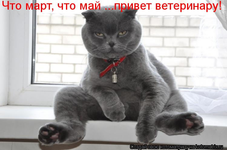 Что март, что май ...привет ветеринару!... Котоматрица: Что март, что май ...привет ветеринару!