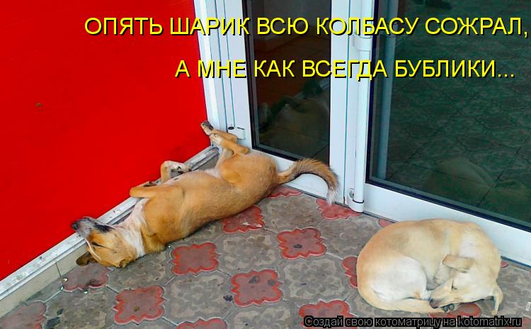 ОПЯТЬ ШАРИК ВСЮ КОЛБАСУ СОЖРАЛ, А МНЕ КАК ВСЕГДА БУБЛИКИ...... Котоматрица: ОПЯТЬ ШАРИК ВСЮ КОЛБАСУ СОЖРАЛ, А МНЕ КАК ВСЕГДА БУБЛИКИ...